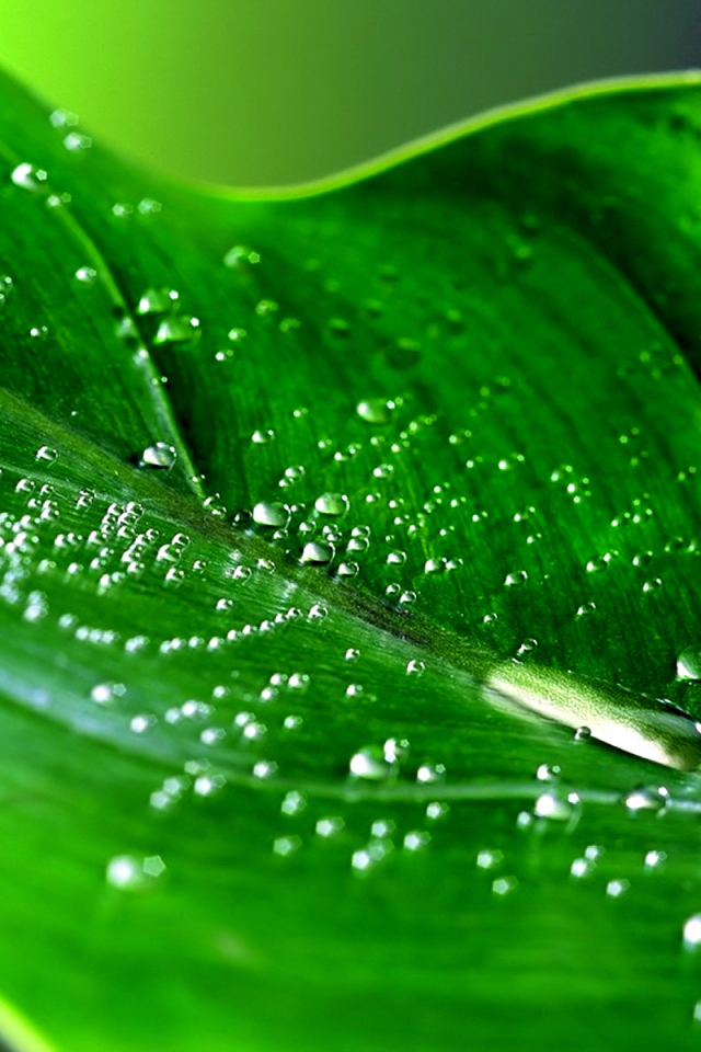 Капли на зеленом листе