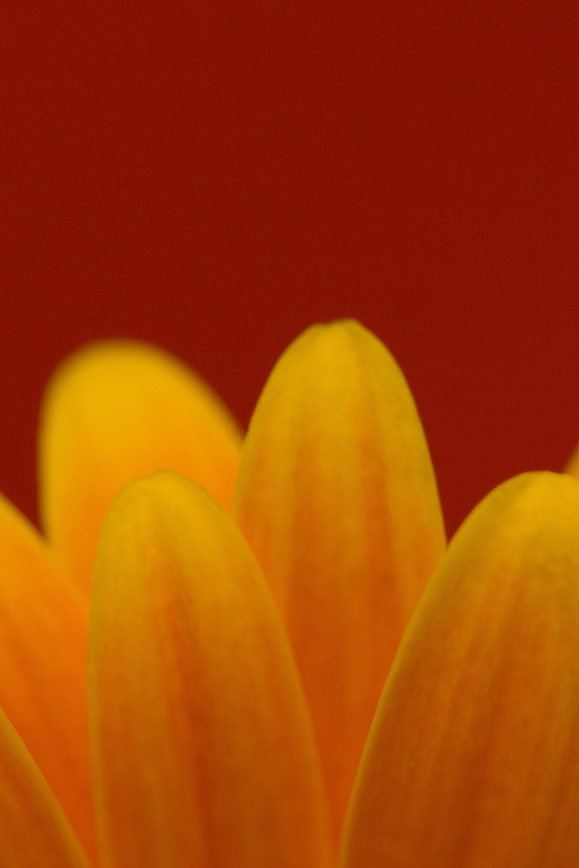 Цветочные лепестки