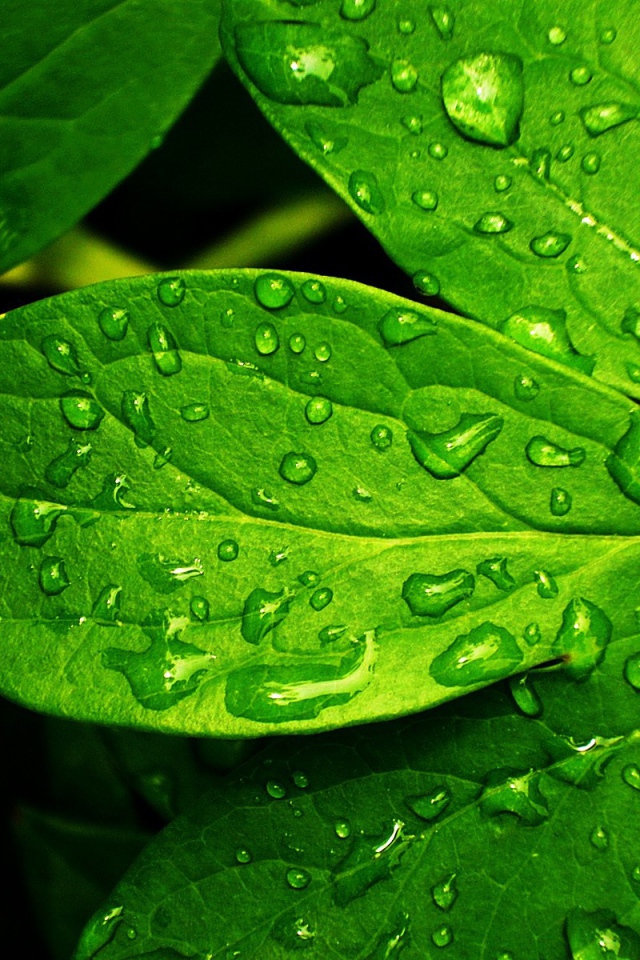 Свежие зеленые листья