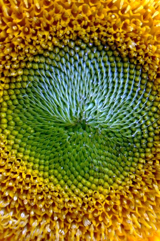 Золотое солнце