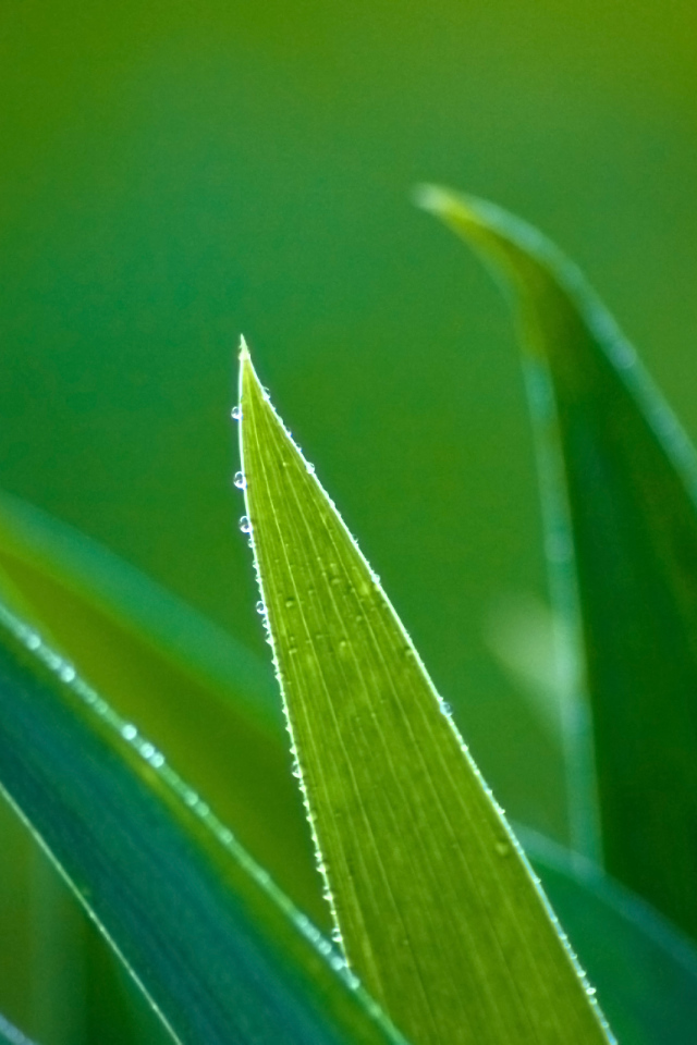 Зеленые травинки
