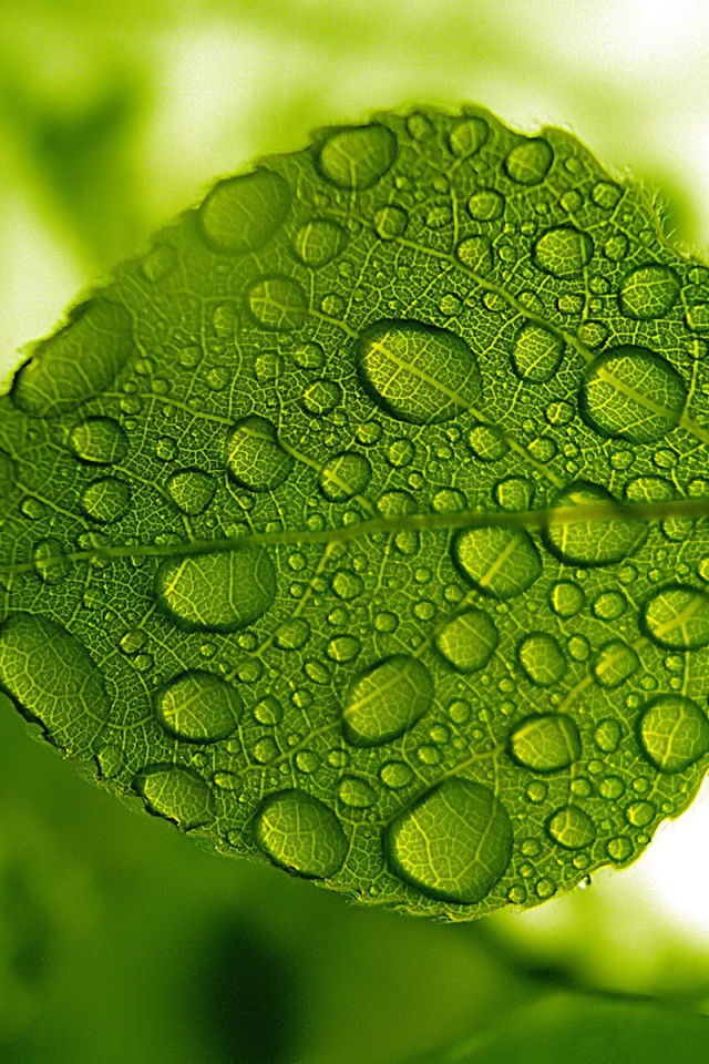 Зеленый лист