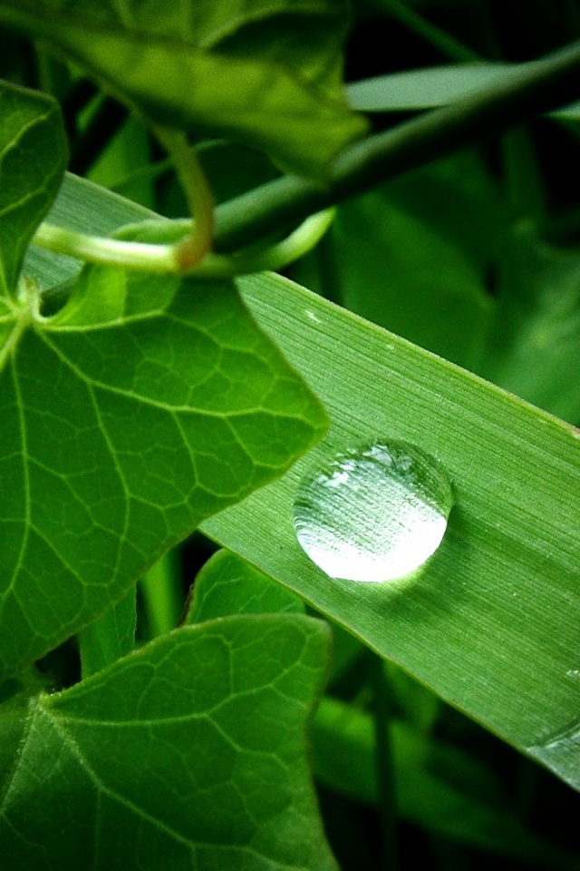 Зеленое растение