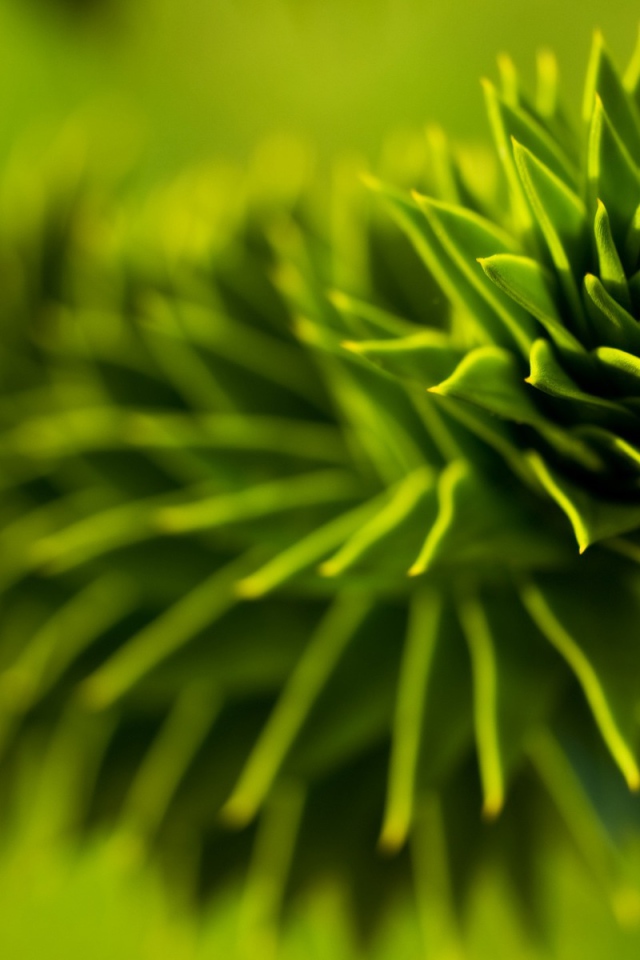 Зеленое растение