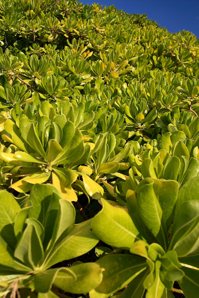 Зеленая пелена