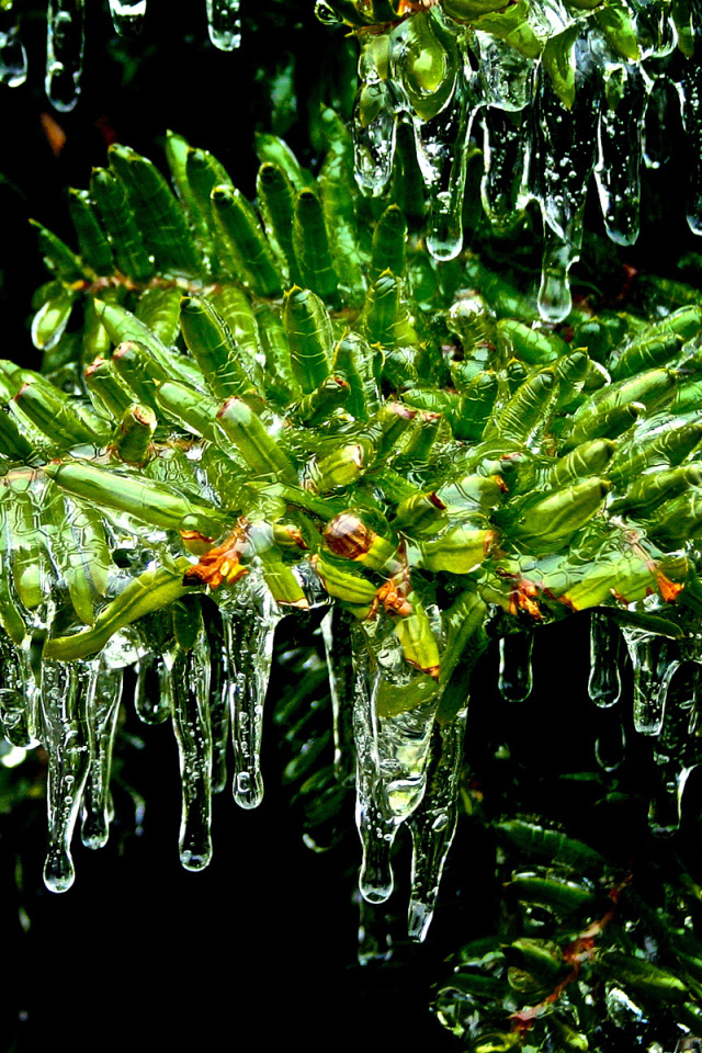 Листья покрытые льдом