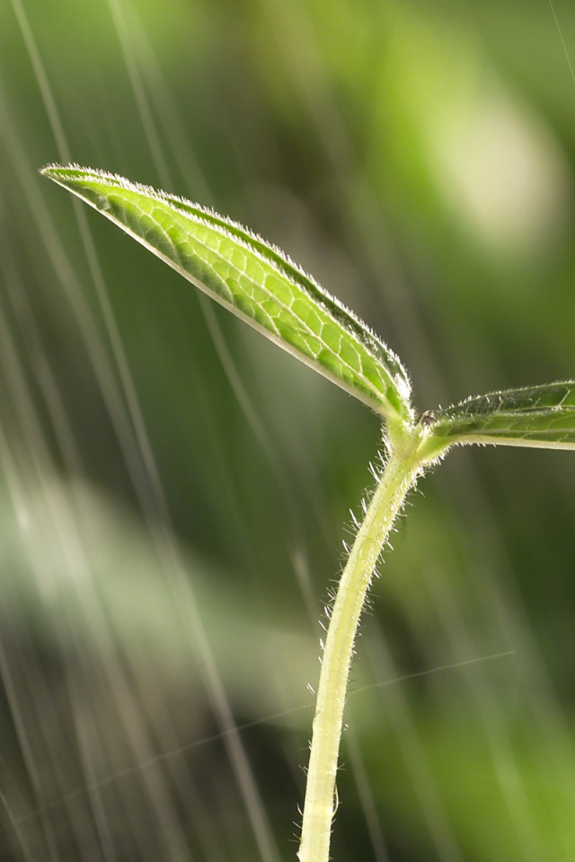 Маленький росток