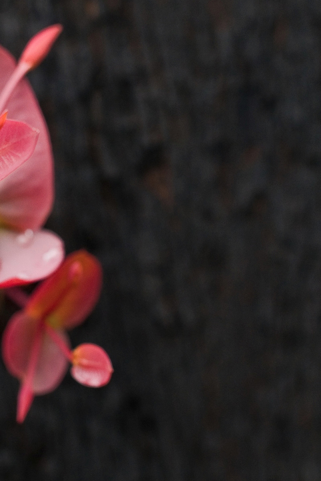 Маленькое красное растение