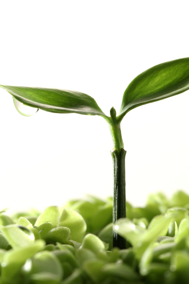 Новая жизнь