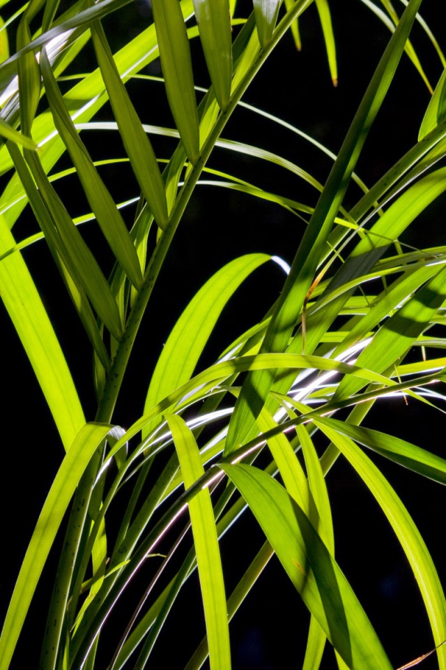 Листья пальмы