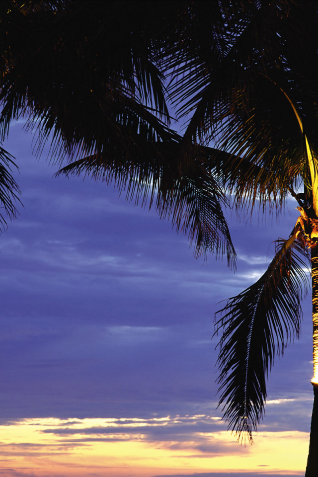 Пальмы в лучах заката