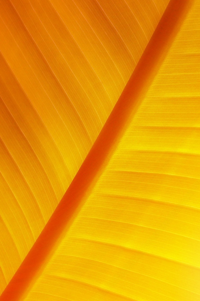 Солнечный лист растение