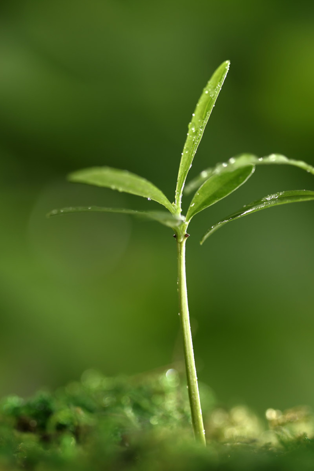 Весенняя пора