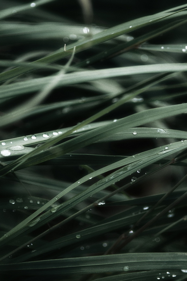 Трава после дождя