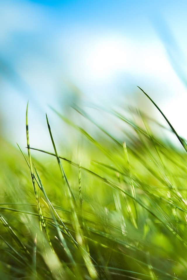 Трава у дома