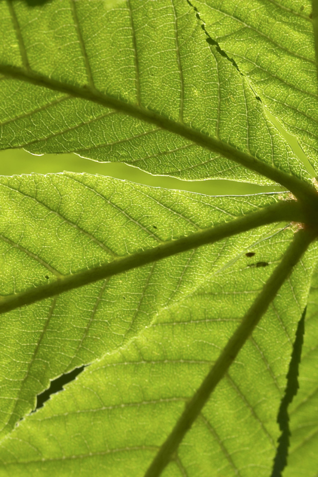 Текстура зеленого листа