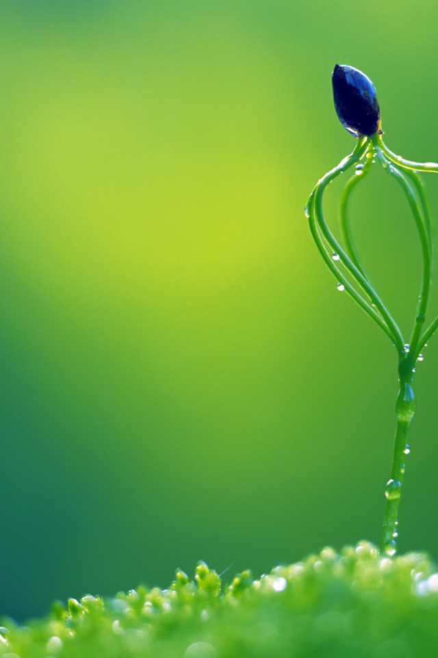 Необычное растение