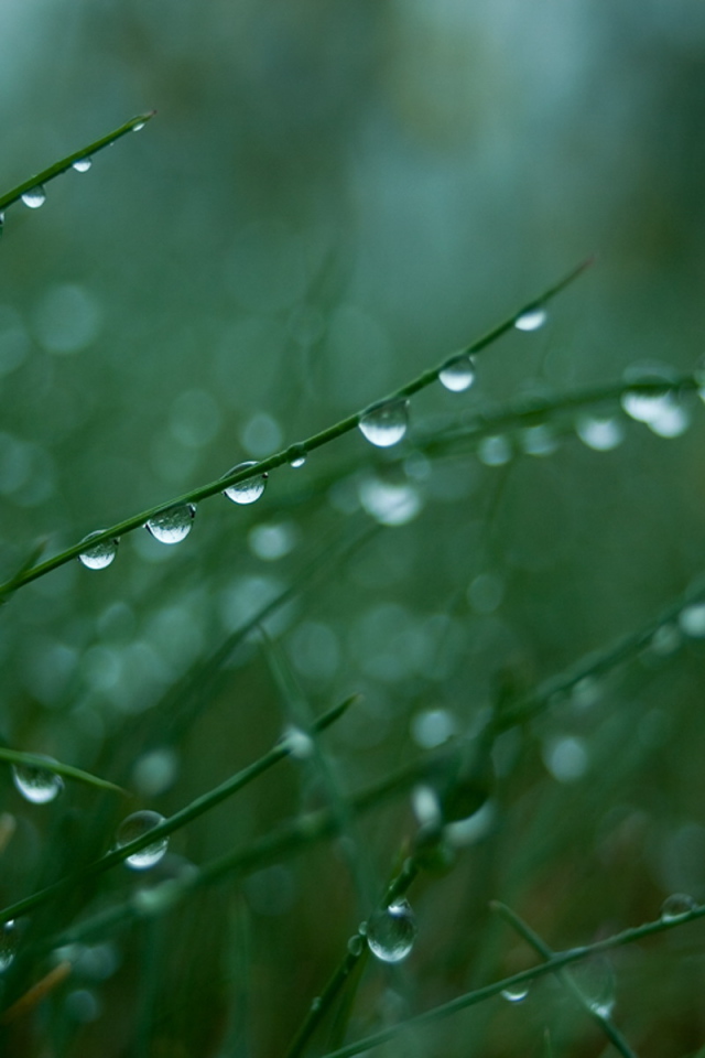 Мокрая трава