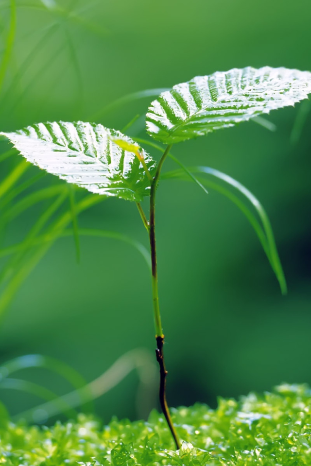 Молодая береза