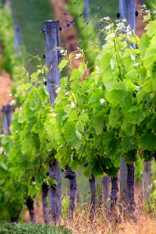 Виноградник