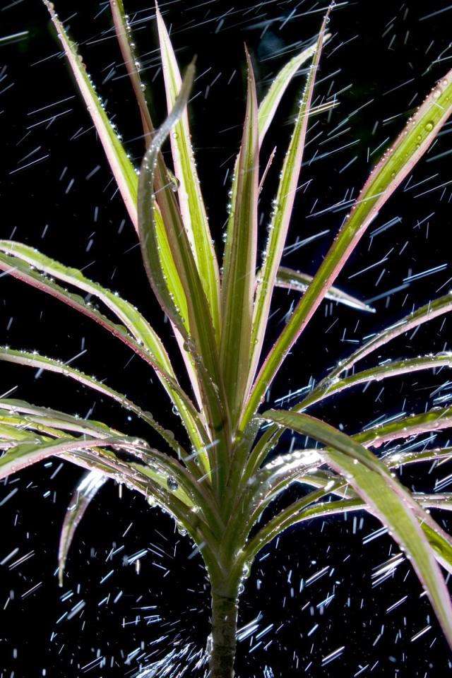  Dracaena