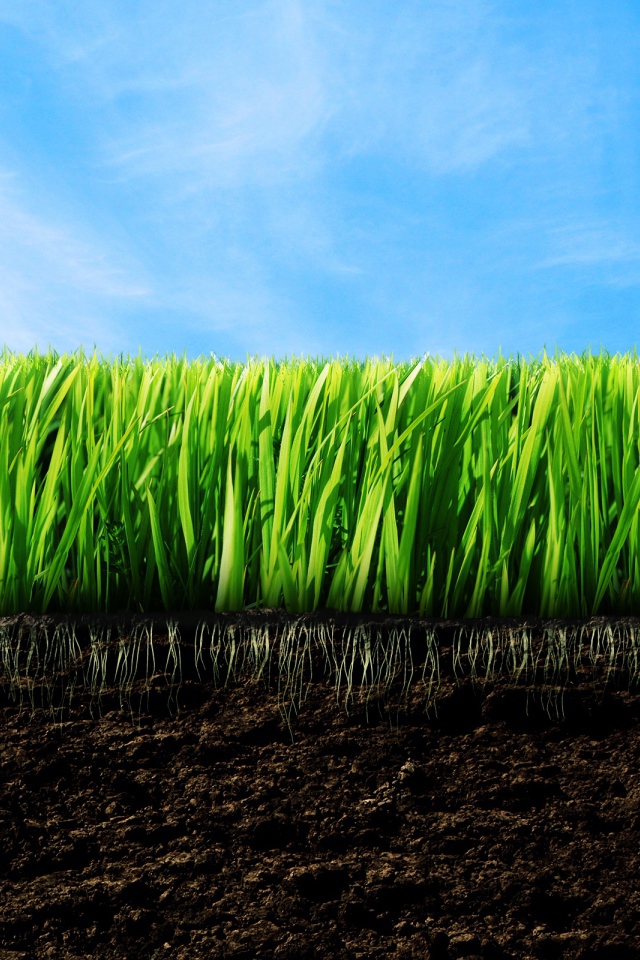 зеленая трава