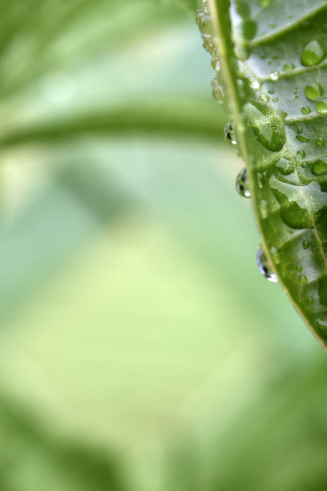 раса на листе