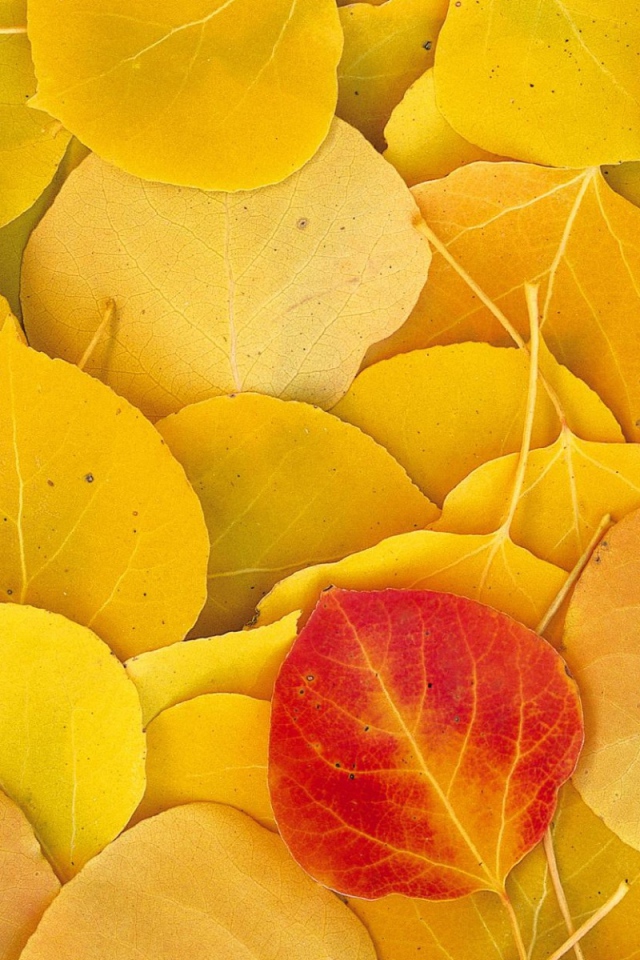 Желтые опавшие листья