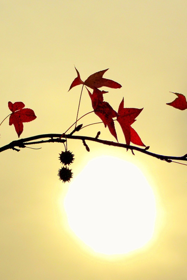 Заходящее солнце