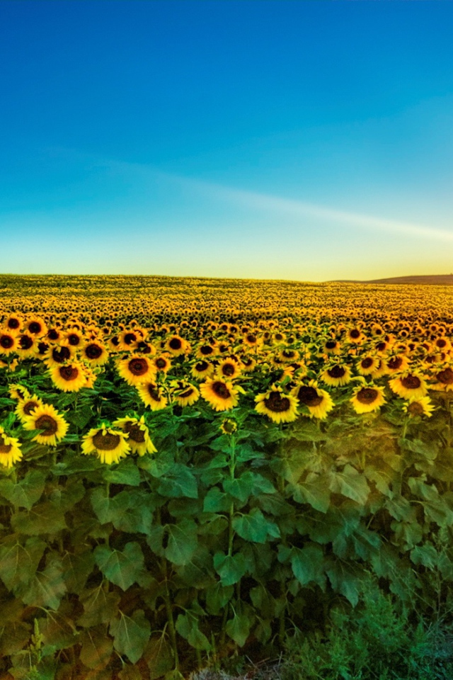 Поля подсолнуха на закате