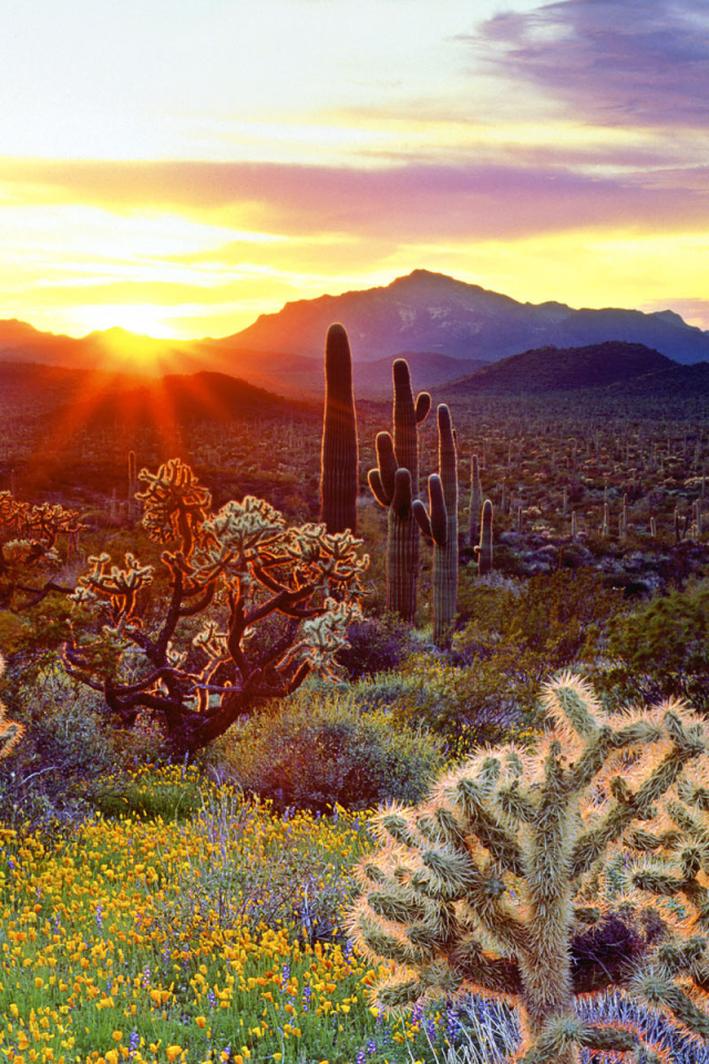 Закат и кактусы