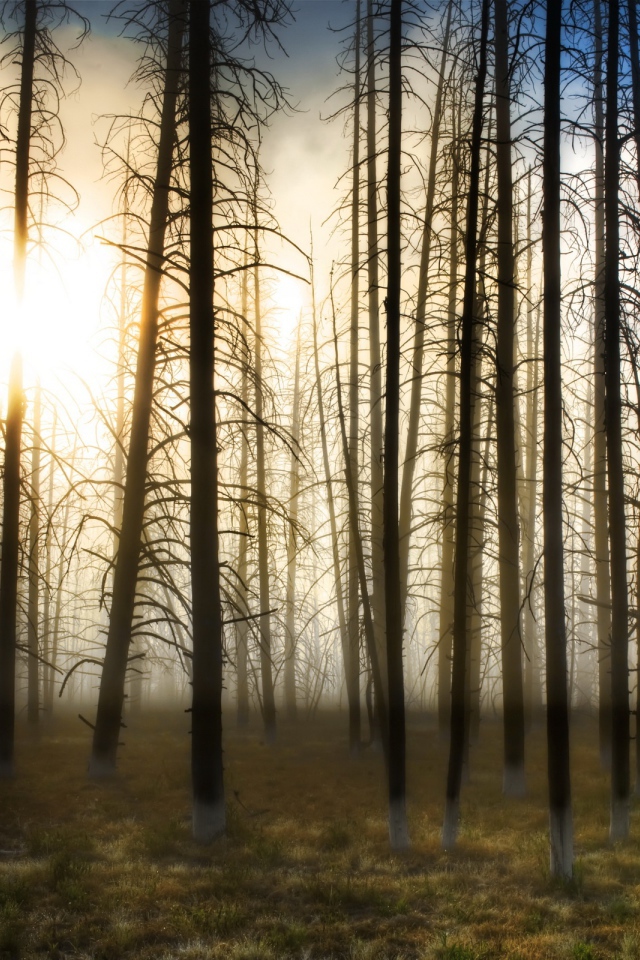 Деревья на закате