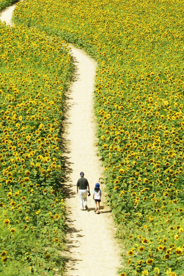 Прогулка через поле подсолнечников