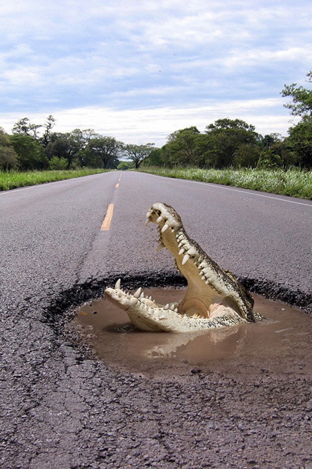 Крокодил на дороге