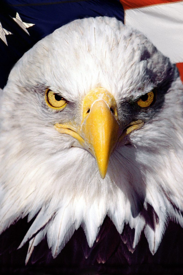 Орел и Американский флаг