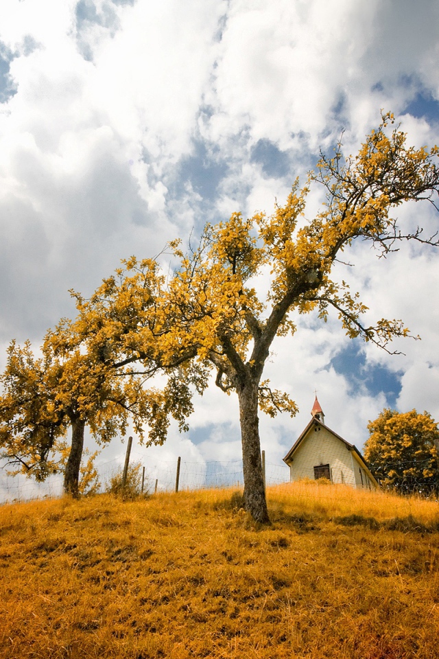 В желтом фокусе