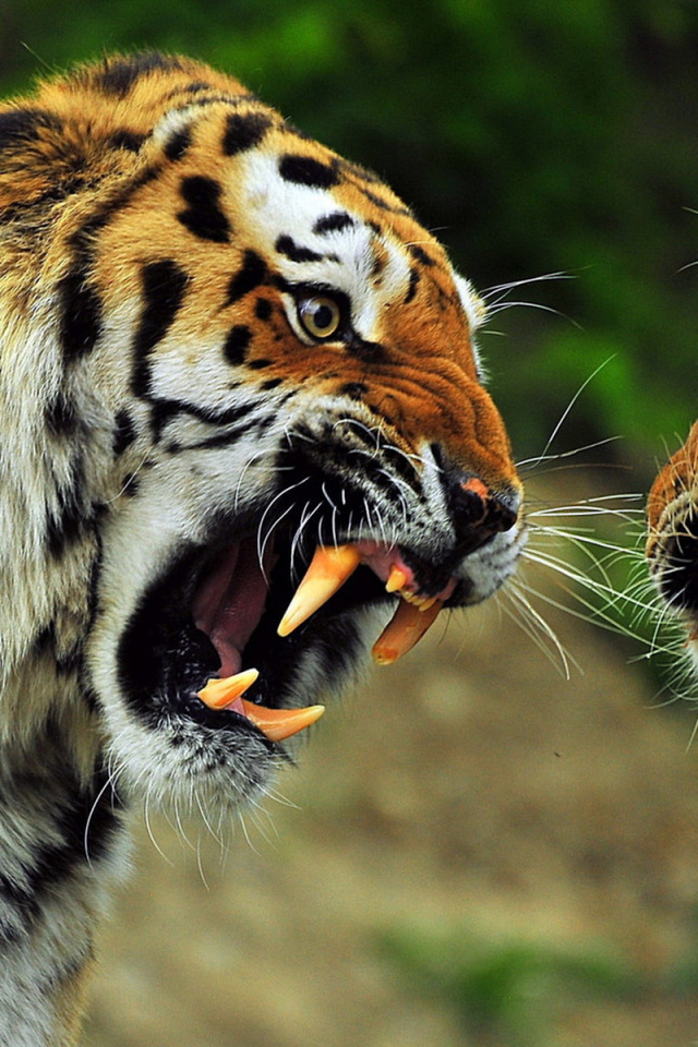 Звериная схватка