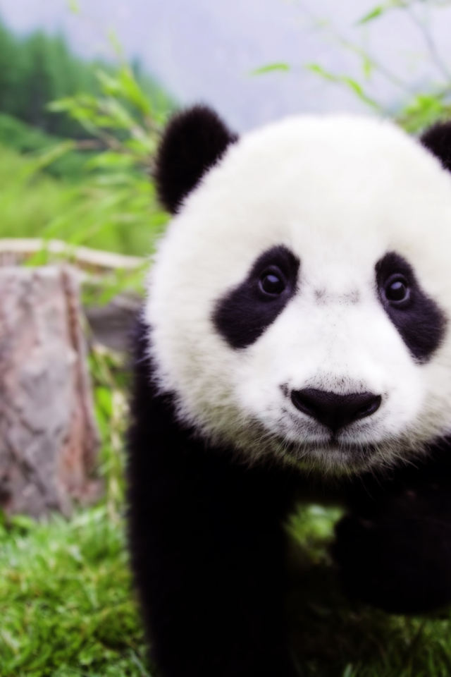 Детеныш панды