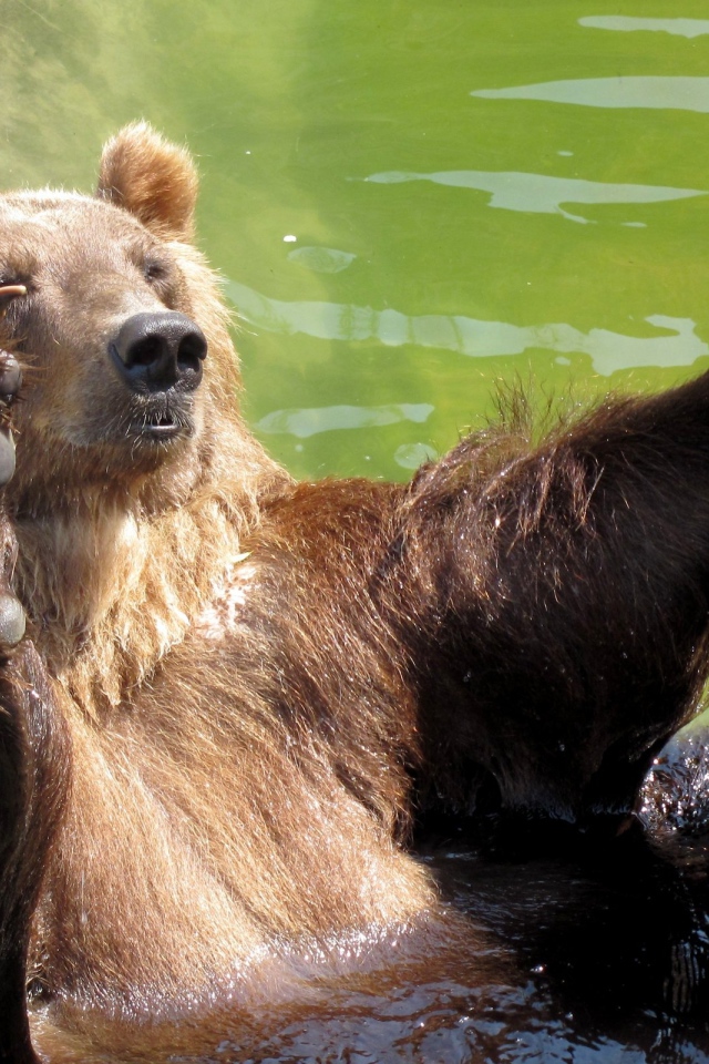 Купающийся медведь