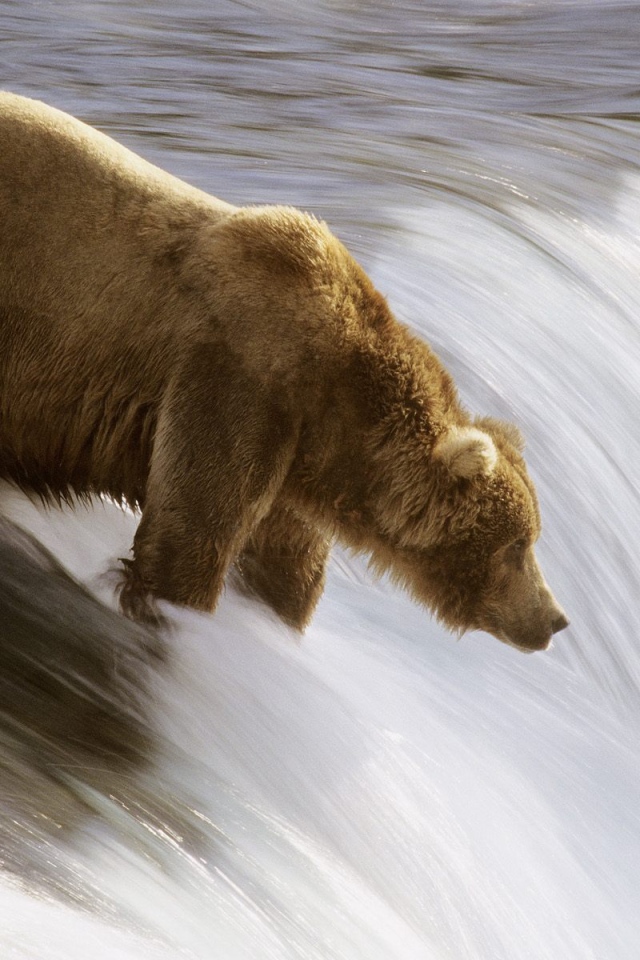 Медведь на реке
