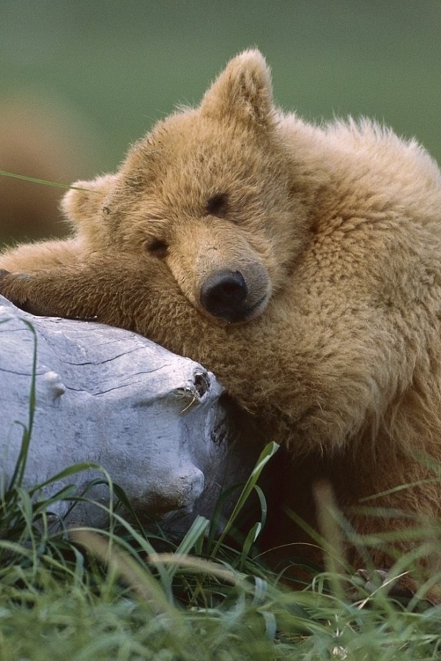 Медведь с бревном