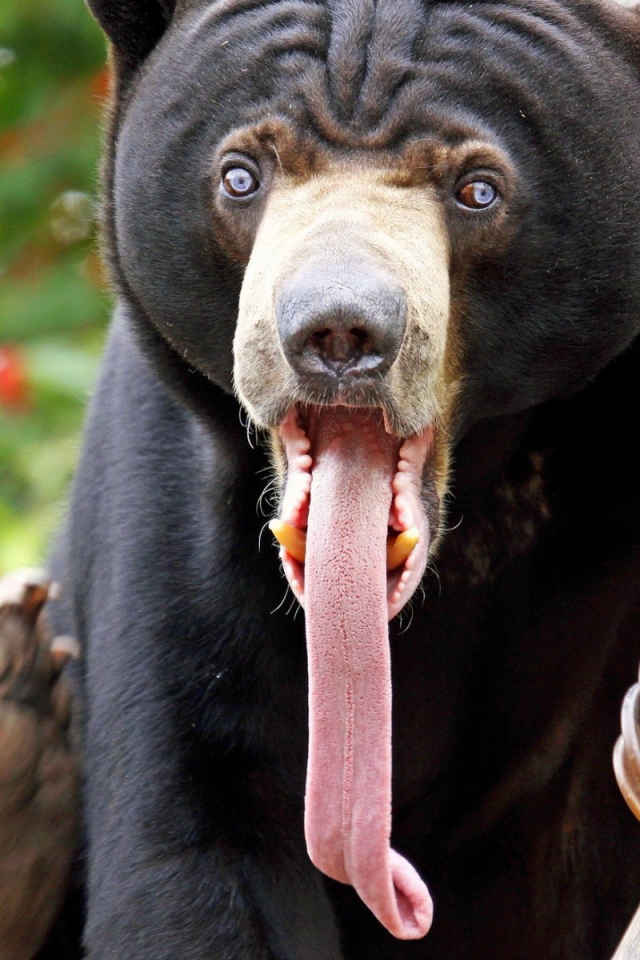 Медведь с длинным языком