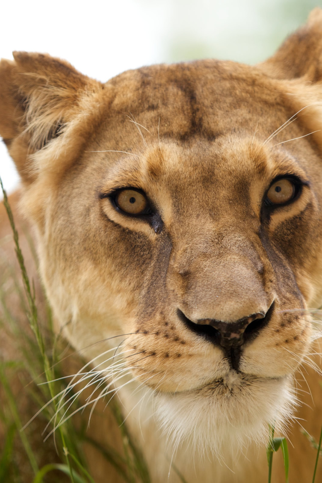 Красивая львица