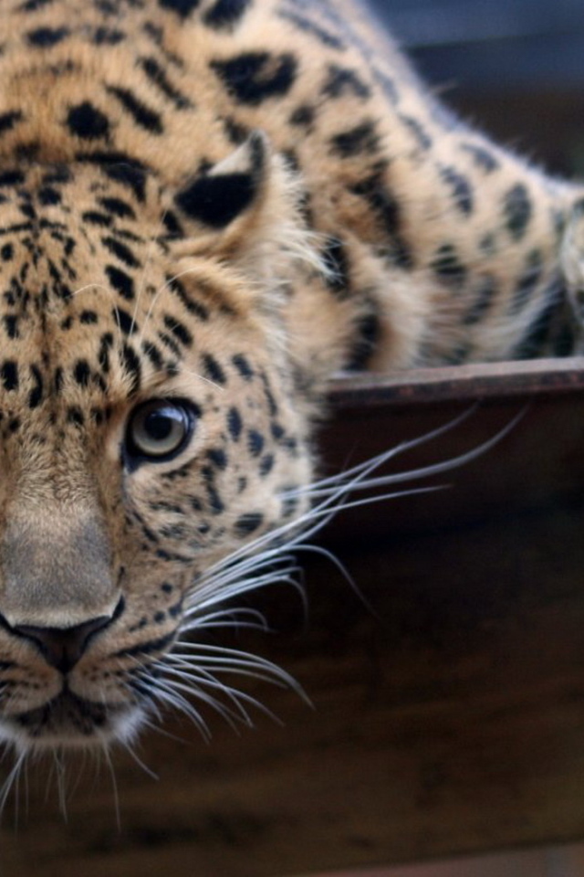 Большая пятнистая кошка