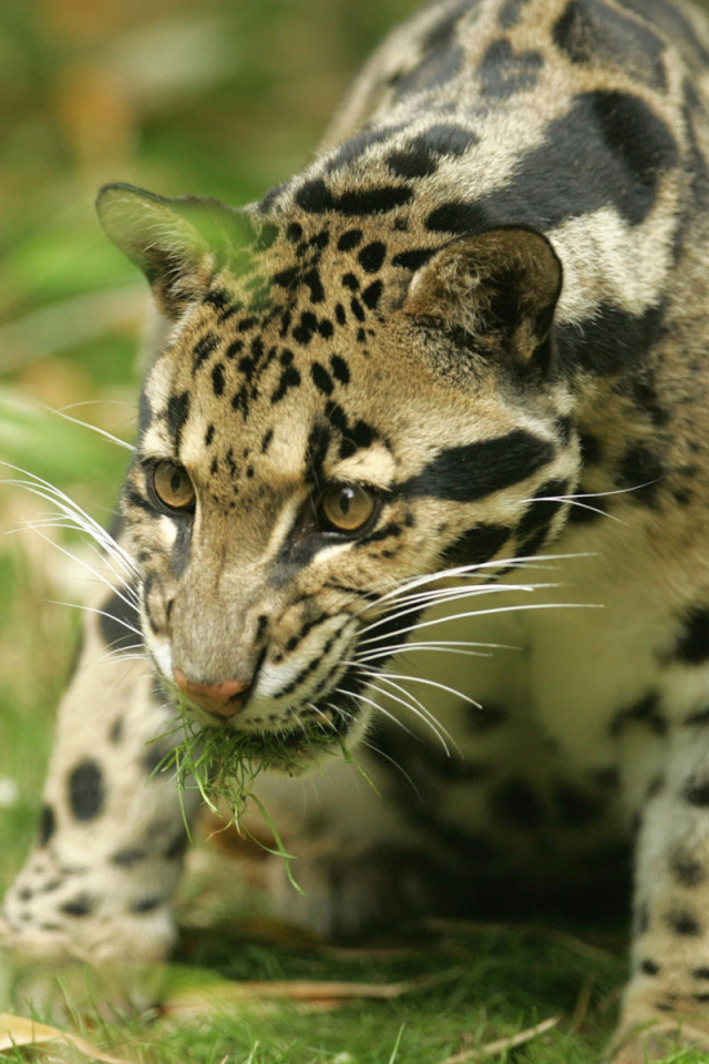 Большая киса