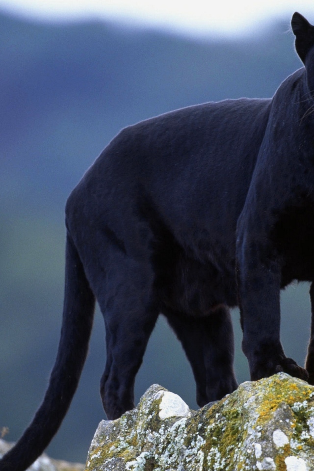 Чёрная пантера