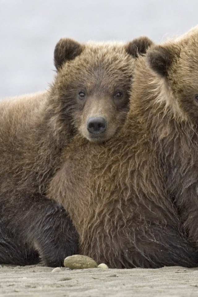 Братья медведи