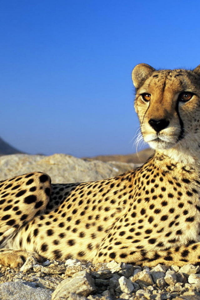 Гепард на камнях