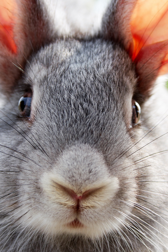 Ушастый друг