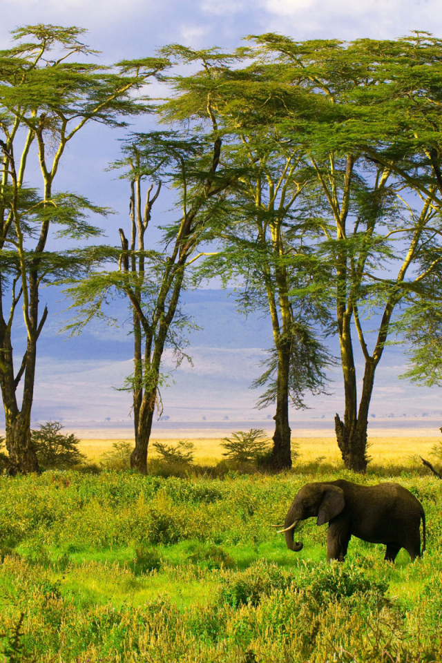 Слон в саванне